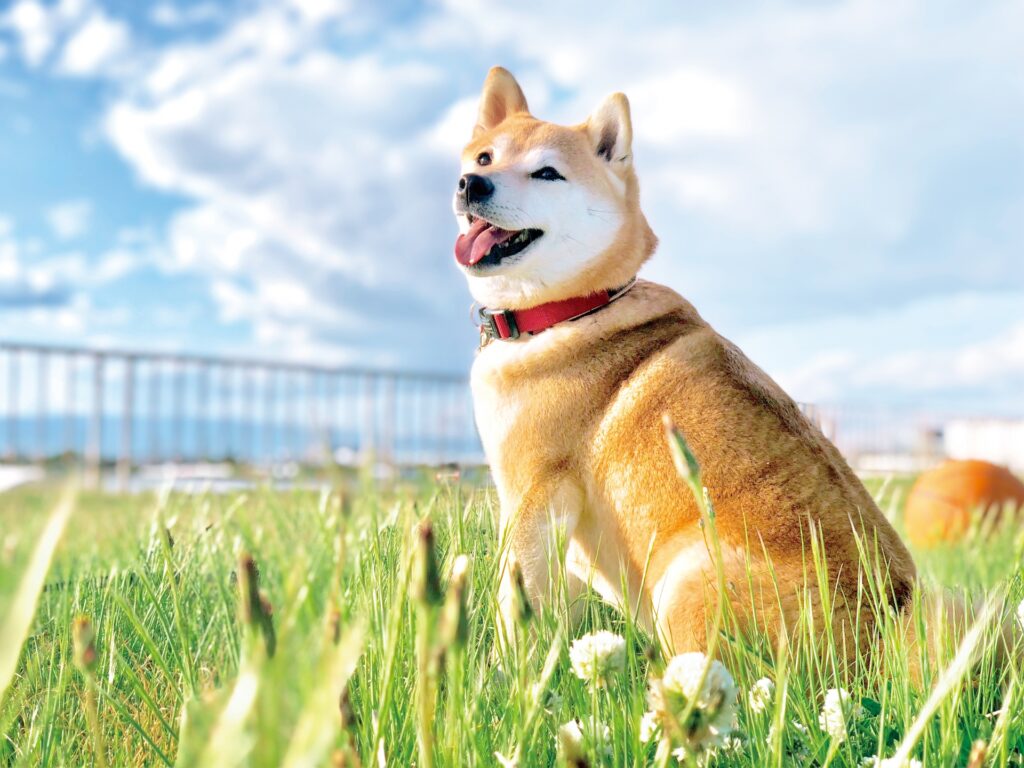 【日本語】日本の犬はワンと鳴く